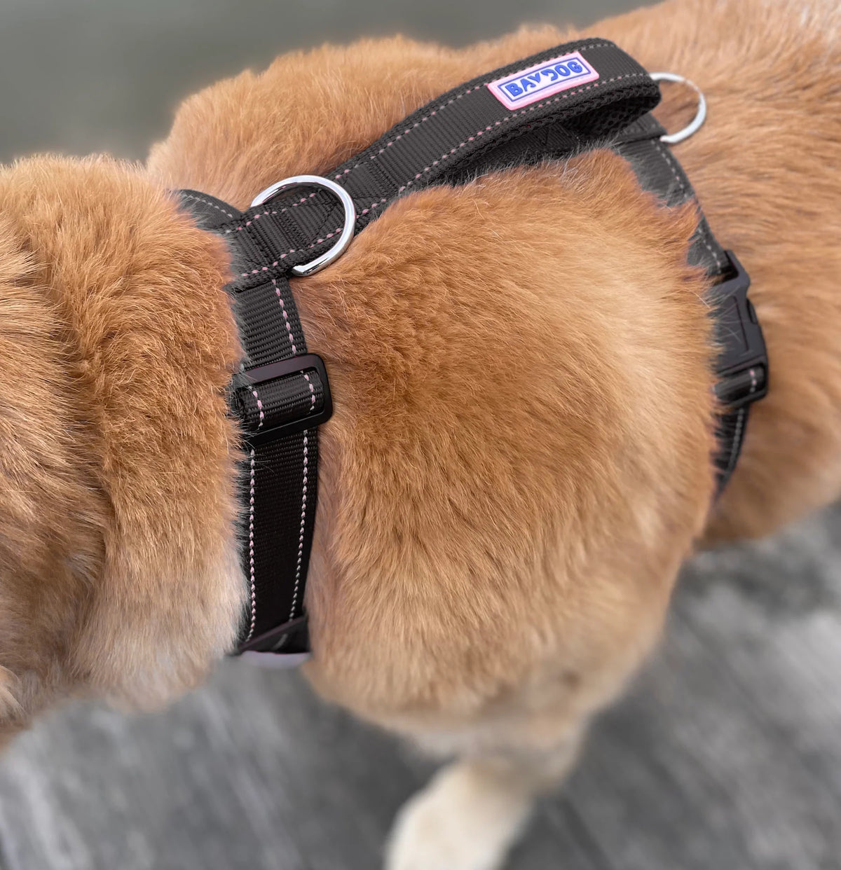 Baydog - Chesapeake Harness Black