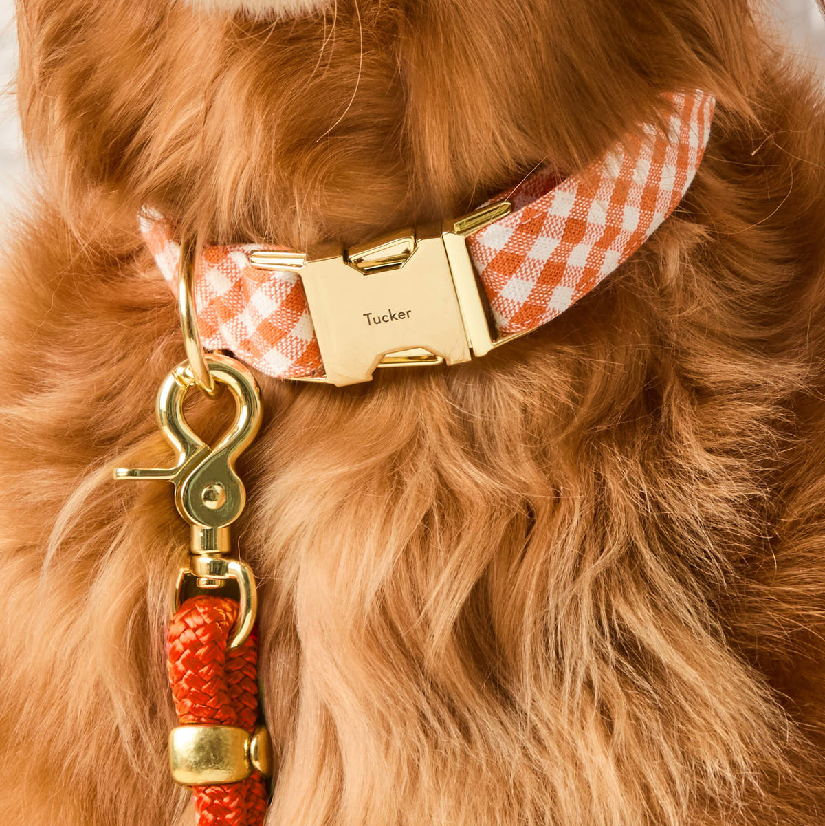 The Foggy Dog - Dog Collar Cider Gingham