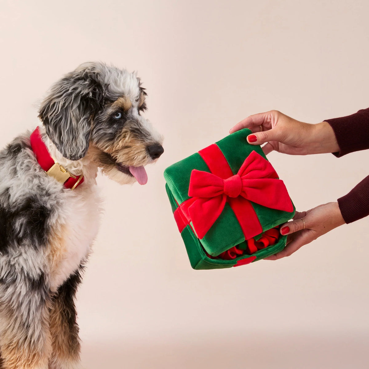 Foggy Dog - Dog Toy Holiday Present - Southern Agriculture
