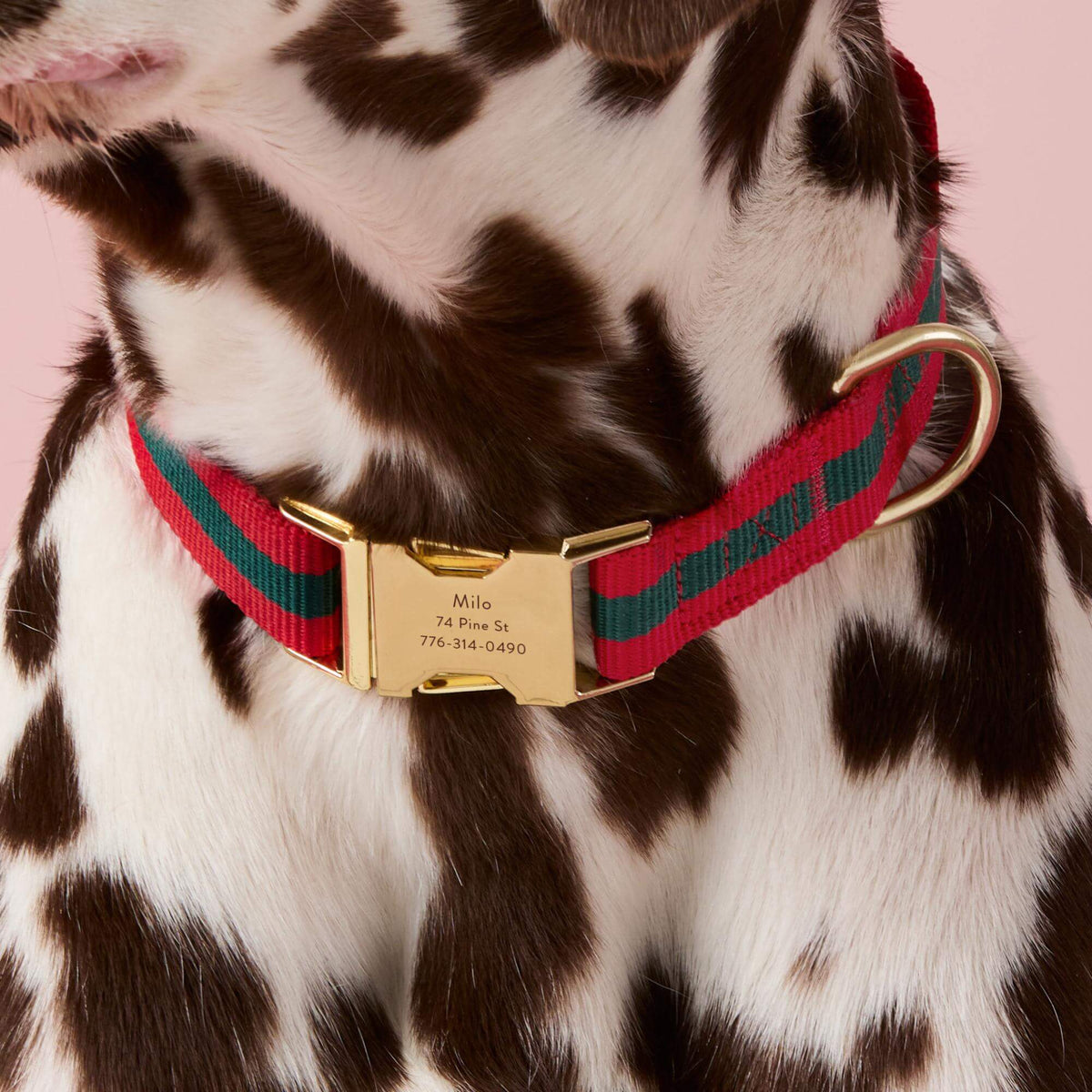 The Foggy Dog - Dog Collar Noel Stripped Webbing