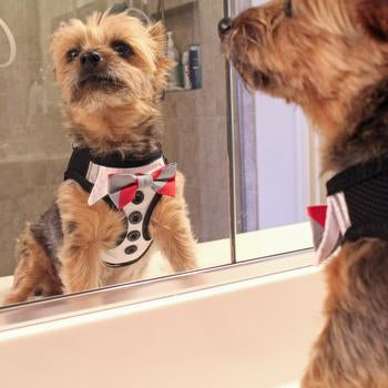 Doggie Design - American River Dog Tuxedo Harness