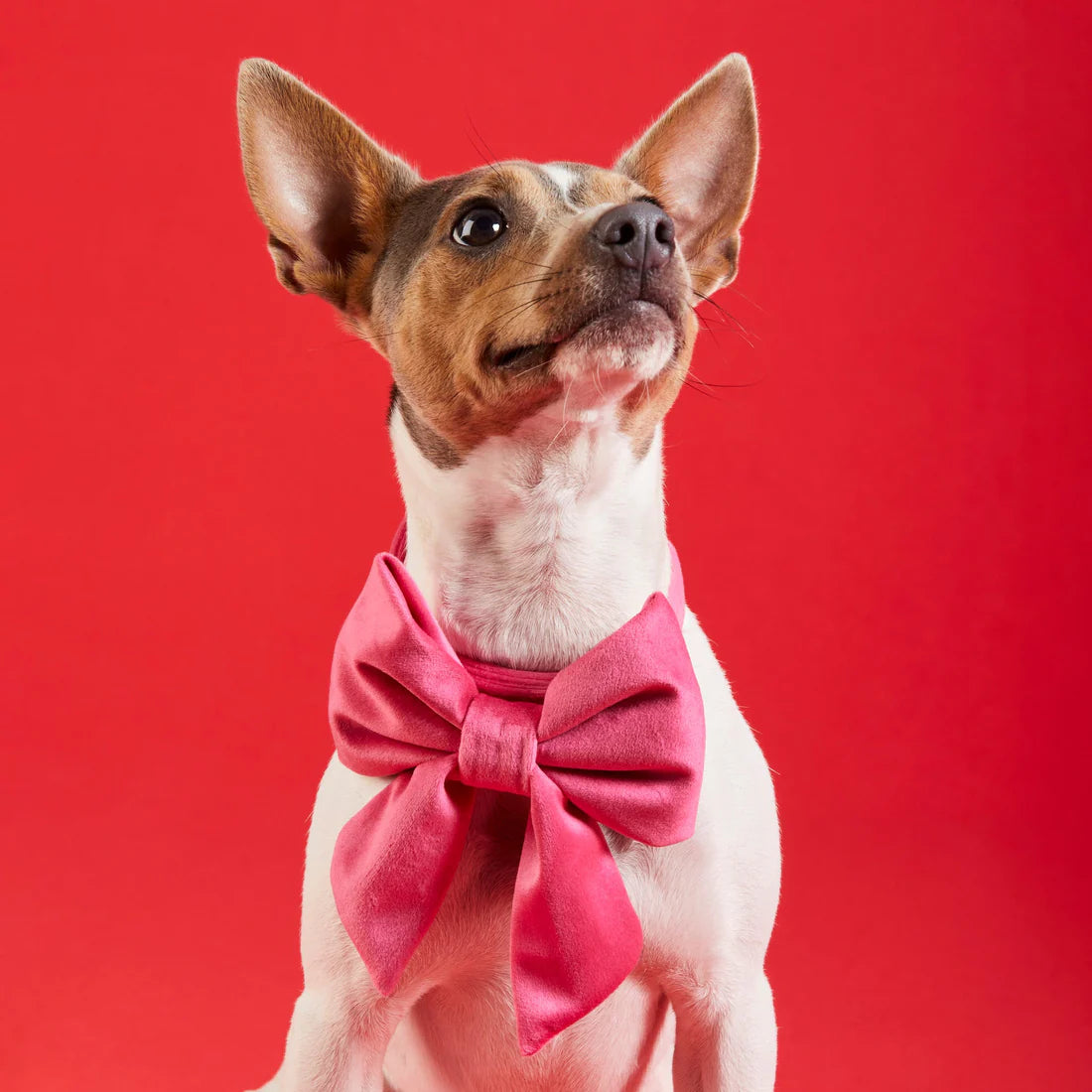 The Foggy Dog - Lady Dog Bow Hot Pink Velvet