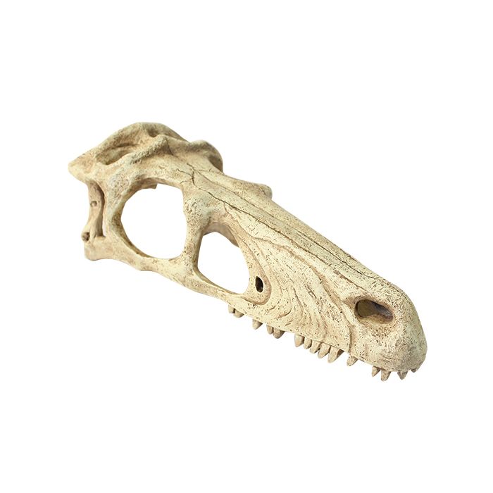 Komodo - Raptor Skull Reptile Hideout - Southern Agriculture