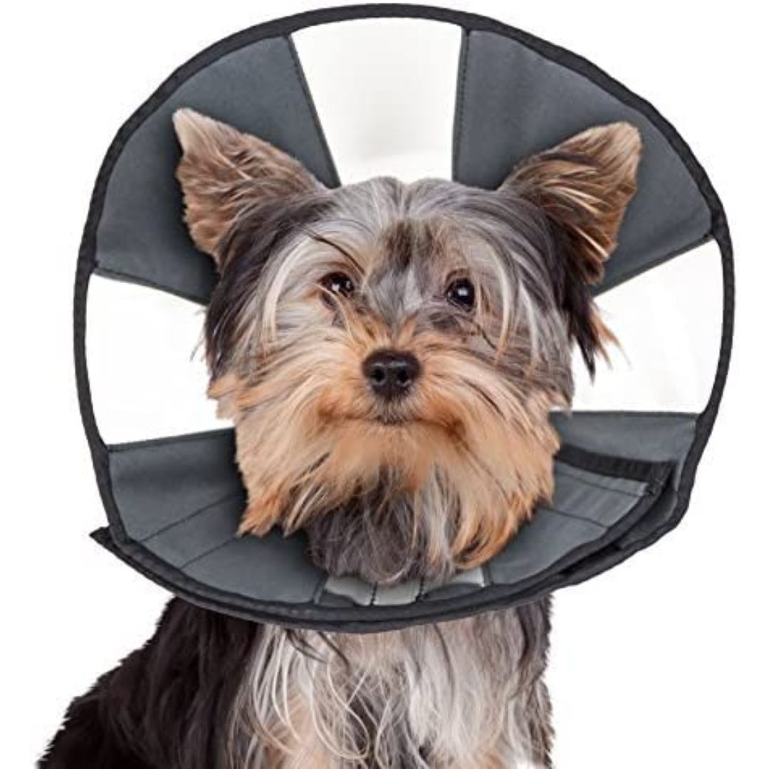 ZenPet ProCone Pet E-Collar for Dogs and Cats - Southern Agriculture