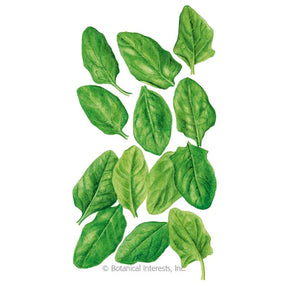Botanical Interests, Inc. - Oceanside Spinach Seeds - Southern Agriculture 
