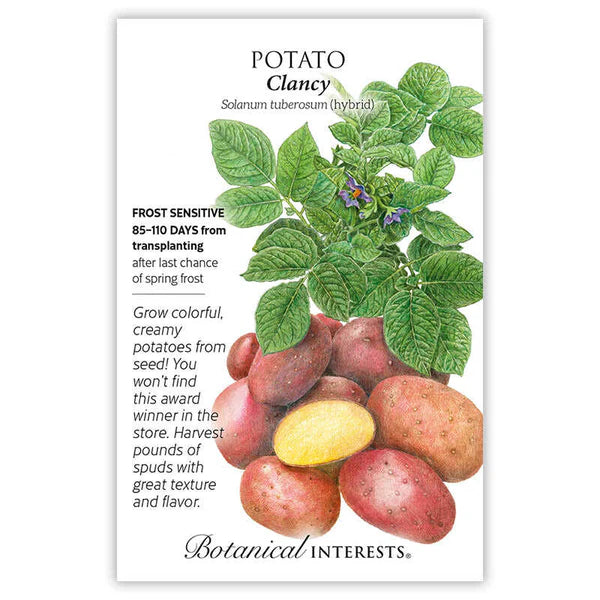 Botanical Interests, Inc. - Potato Clancy hybrid Seeds