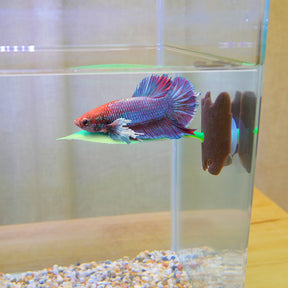 Penn-Plax - Lounging Leaf Betta Resting Decor With Suction Cup