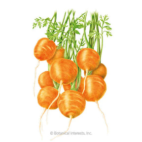 Botanical Interests, Inc. - Carrot Tonda di Parigi Seeds - Southern Agriculture 