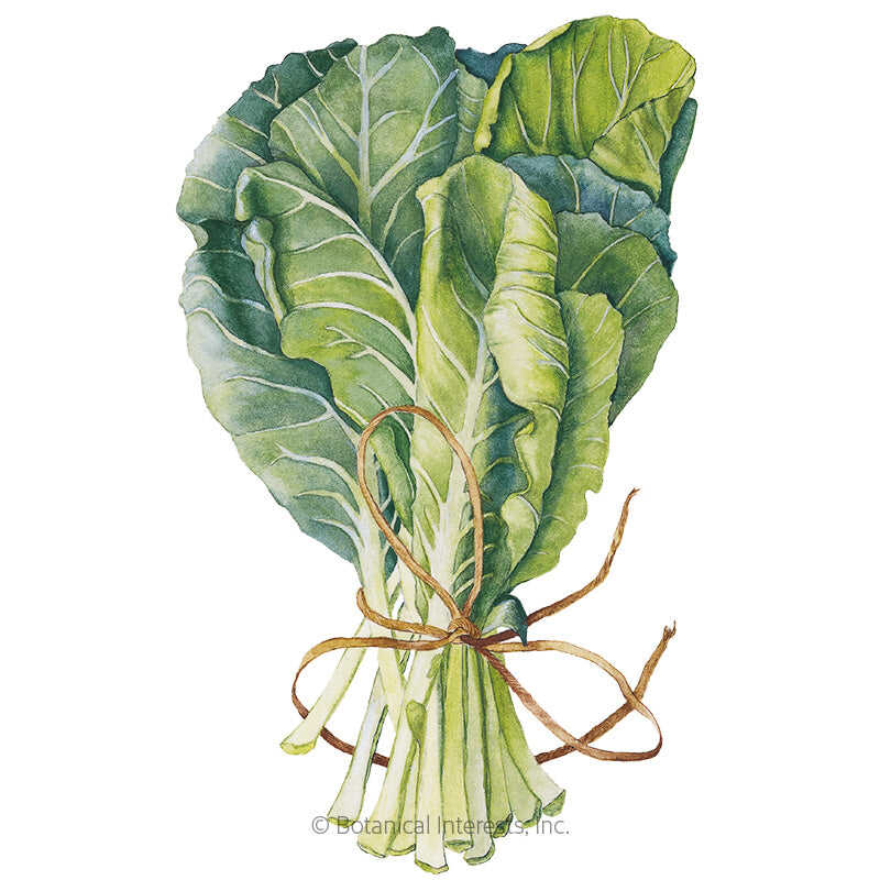 Botanical Interests, Inc. - Collards Georgia Southern