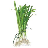 Botanical Interests, Inc. - Onion Bunching (white) Lisbon Seeds
