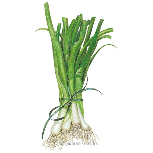 Botanical Interests, Inc. - Onion Bunching (white) Lisbon Seeds