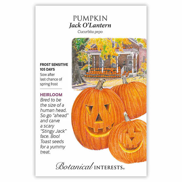 Pumpkin Jack O'Lantern Seeds - Southern Agriculture 