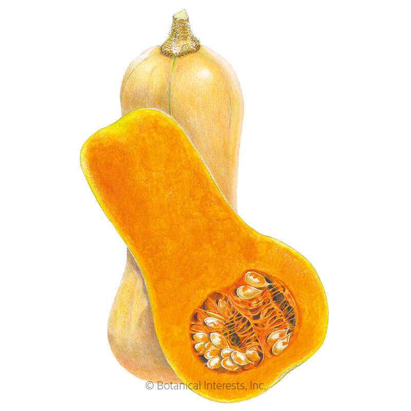 Botanical Interests, Inc. - Waltham Butternut Winter Squash Seeds