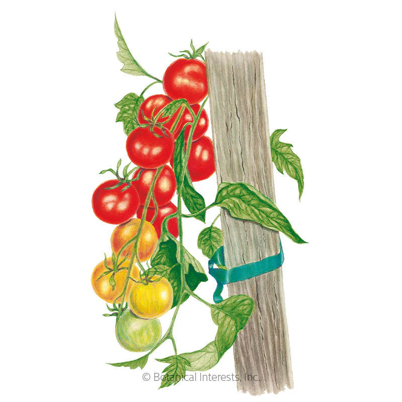 Botanical Interests, Inc. - Gardener's Delight Pole Cherry Tomato Seeds