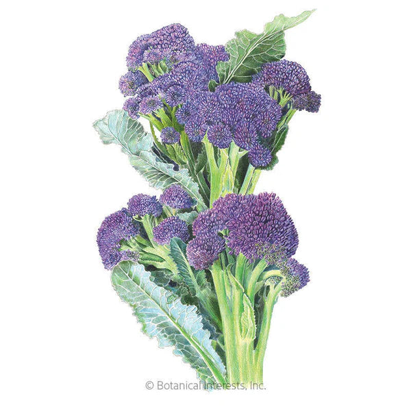 Botanical Interests, Inc. - Broccoli Burgundy Seeds