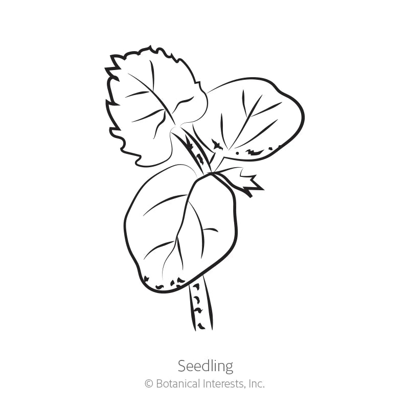 Botanical Interests, Inc. - Okra Clemson Spineless 80 Seeds