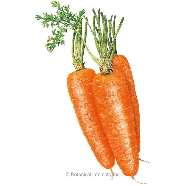 Botanical Interests, Inc. - Carrot Shin Kuroda Seeds - Southern Agriculture 