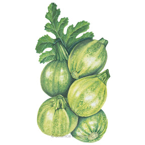 Botanical Interests, Inc. - Squash Summer Round Zucchini Seeds