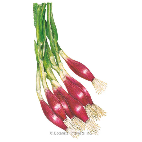 Botanical Interests, Inc. - Onion Bunching (red) Italian Seeds - Southern Agriculture 