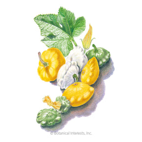 Squash Summer Scallop Blend Seeds - Southern Agriculture 
