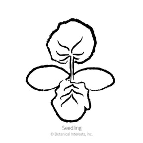 Squash Summer Scallop Blend Seeds - Southern Agriculture 