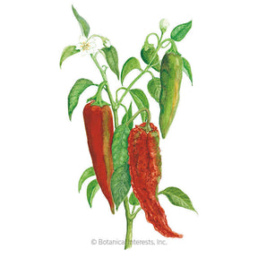Botanical Interests, Inc. - NuMex Joe E. Parker Chile Anaheim Pepper Seeds