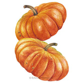 Botanical Interests, Inc. - Pumpkin French Cinderella Seeds