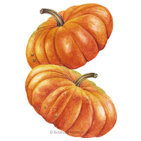 Botanical Interests, Inc. - Pumpkin French Cinderella Seeds