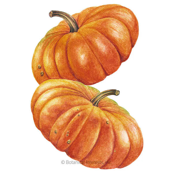 Botanical Interests, Inc. - Pumpkin French Cinderella Seeds