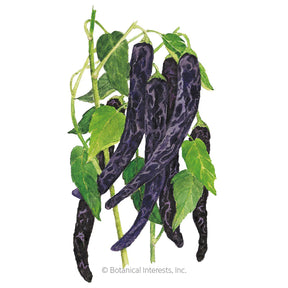 Botanical Interests, Inc. - Pasilla Bajio Chilaca Chile Pepper Seeds