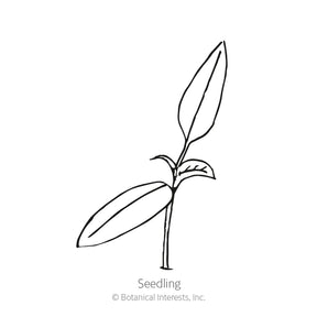 Botanical Interests, Inc. - Pasilla Bajio Chilaca Chile Pepper Seeds