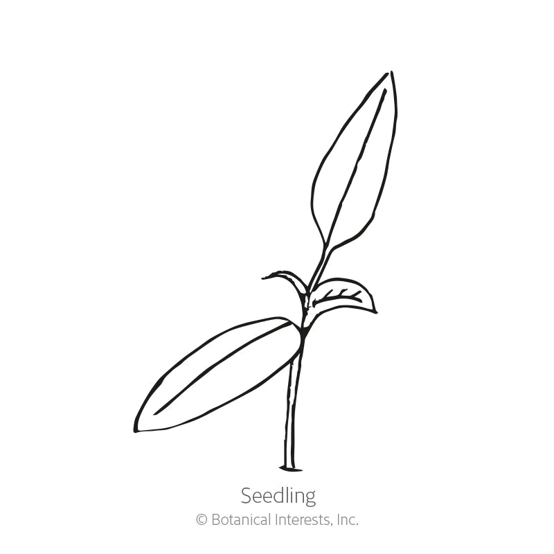 Botanical Interests, Inc. - Pasilla Bajio Chilaca Chile Pepper Seeds