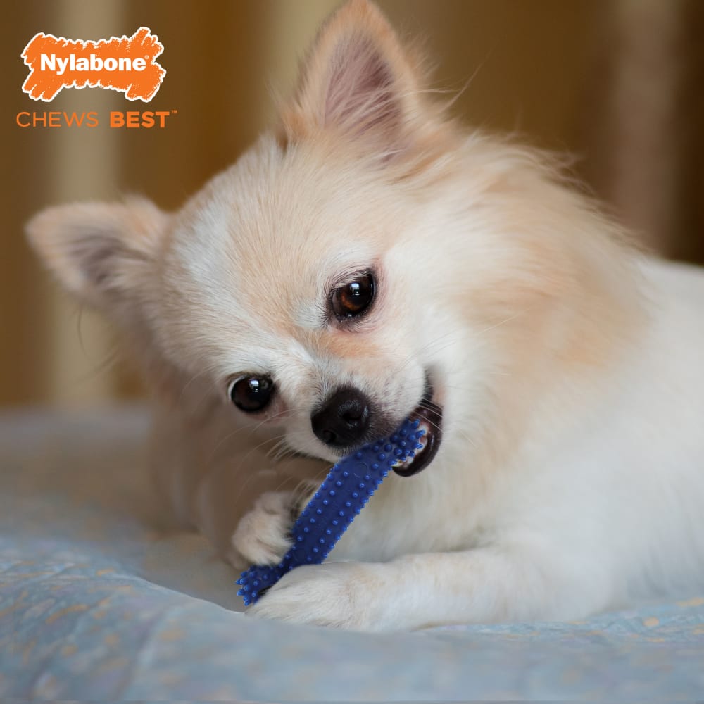Nylabone - Flexi Chew Small Dog Value Pack