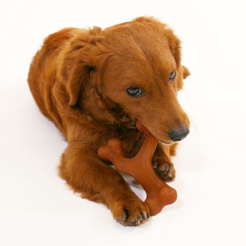 Nylabone - Gourmet Wishbone Bacon Regular Strong Chew