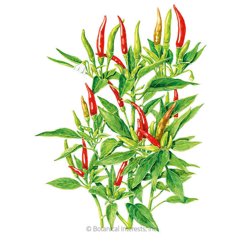 Botanical Interests, Inc. - Thai Hot Chile Pepper Seeds