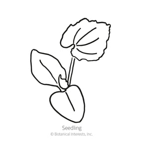 Botanical Interests, Inc. - Pumpkin Jarrahdale Seeds