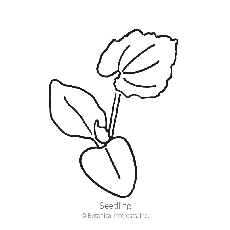 Botanical Interests, Inc. - Pumpkin Jarrahdale Seeds