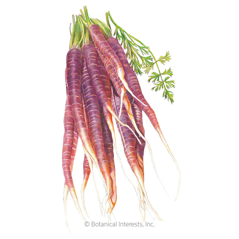 Botanical Interests, Inc. - Carrot Cosmic Purple Seeds - Southern Agriculture 