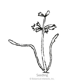 Botanical Interests, Inc. - Carrot Cosmic Purple Seeds - Southern Agriculture 