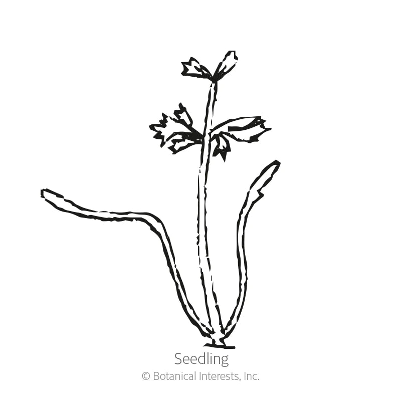 Botanical Interests, Inc. - Carrot Cosmic Purple Seeds - Southern Agriculture 