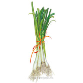 Botanical Interests, Inc. - Onion Bunching (white) Tokyo Long Seeds - Southern Agriculture 