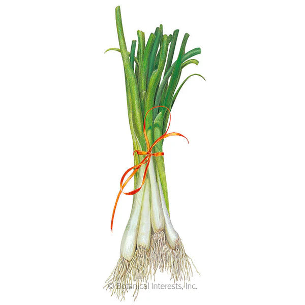 Botanical Interests, Inc. - Onion Bunching (white) Tokyo Long Seeds - Southern Agriculture 