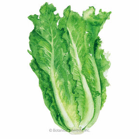Botanical Interests, Inc. - Lettuce Romaine Parris Island Seeds