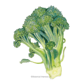 Botanical Interests, Inc. - Broccoli (classic) Waltham Seeds - Southern Agriculture 