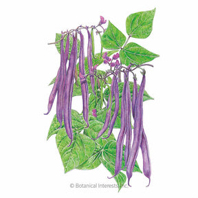 Botanical Interests, Inc. - Royal Burgundy Bush Bean Seeds - Southern Agriculture 