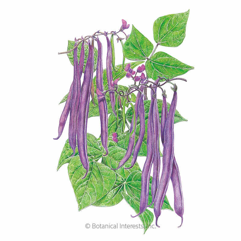 Botanical Interests, Inc. - Royal Burgundy Bush Bean Seeds - Southern Agriculture 