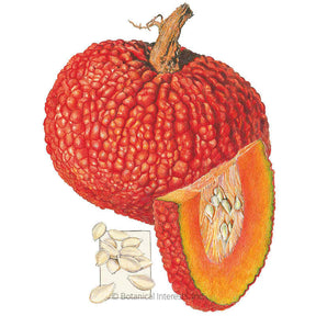Botanical Interests, Inc. - Red Warty Thing Pumpkin Seeds