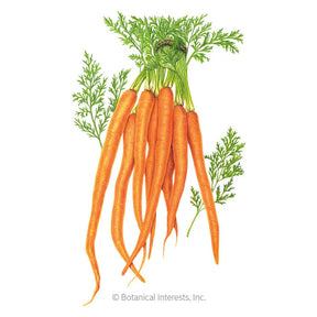 Botanical Interests, Inc. - Carrot Tendersweet Seeds