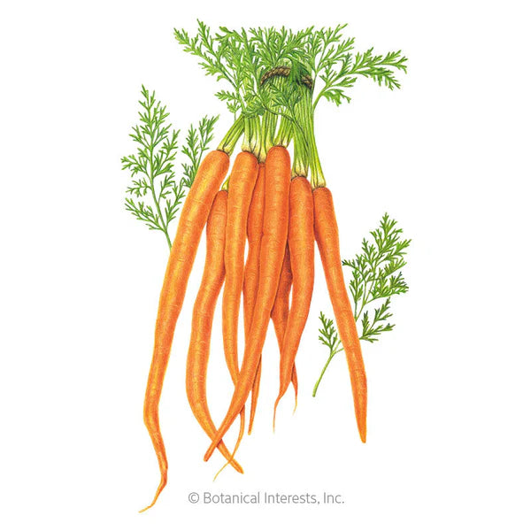 Botanical Interests, Inc. - Carrot Tendersweet Seeds
