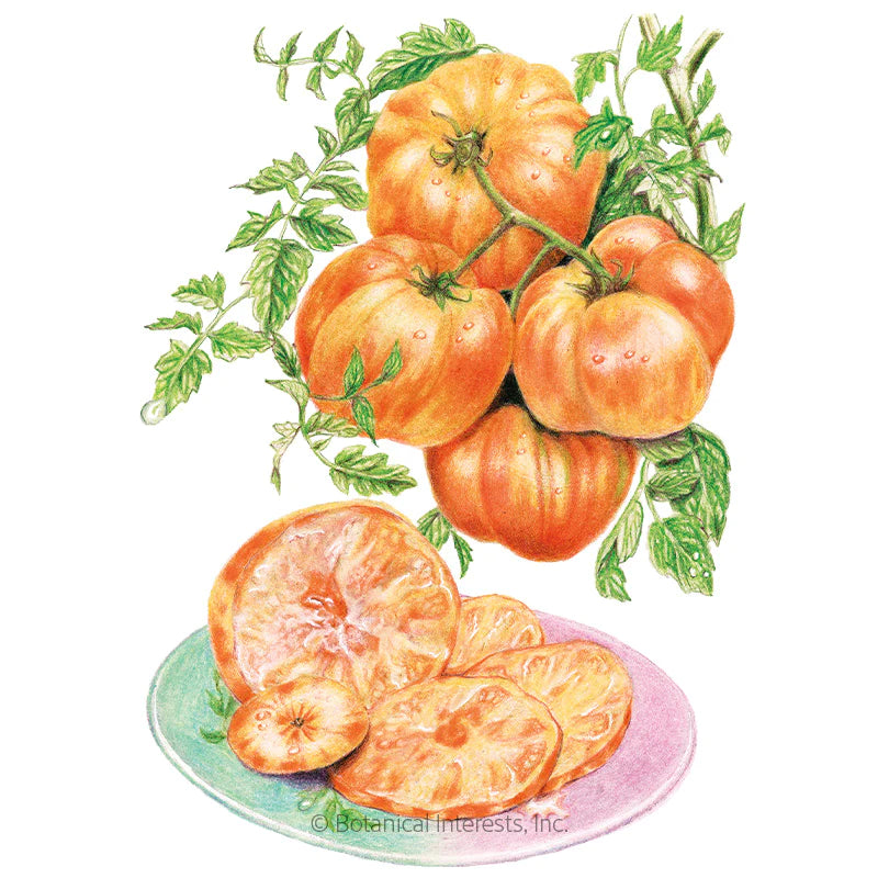 Botanical Interests, Inc. - Tomato Pole Pineapple Seeds